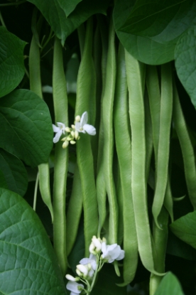 Picture of Runner Bean White Lady